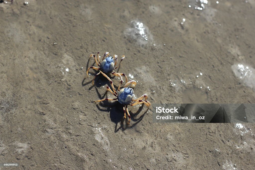 Soldier Crabs Tiny little blue crabs on the beach, Queensland, Australia. Animal Wildlife Stock Photo