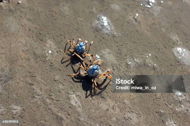 Soldier Crabs Stock Photo - Download Image Now - Animal Wildlife, Animals In The Wild, Australia