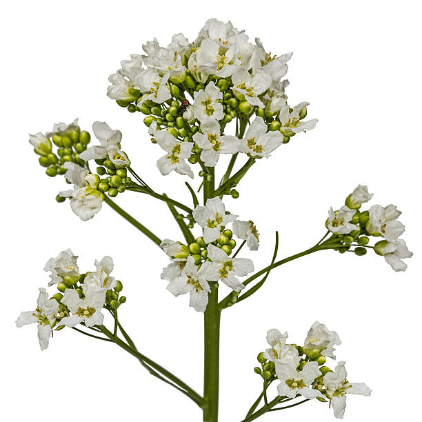 istock Flower horseradish (Armoracia P. Gaertn), isolated on white background 495191922