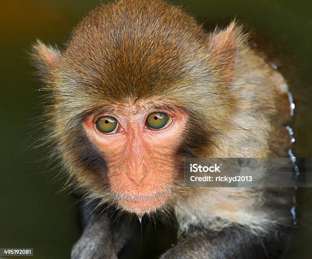 Photo libre de droit de Monkey Expression De Ses Yeux banque d'images et plus d'images libres de droit de Animaux à l'état sauvage - Animaux à l'état sauvage, Anthropomorphisme, Arbre