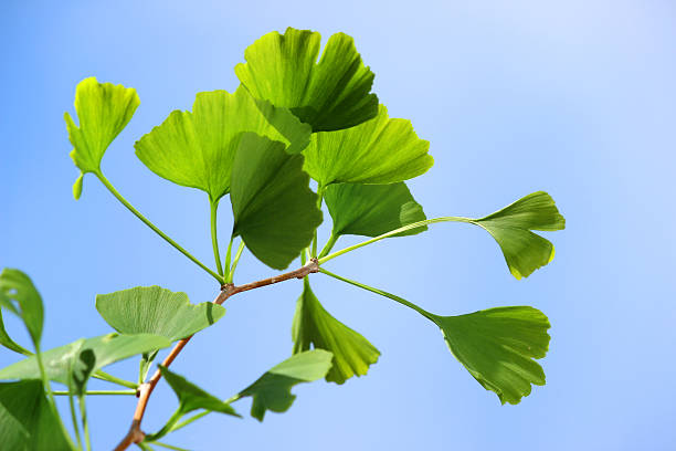 en forme de cœur au ginkgo biloba vert feuilles d'arbre, maidenhair salon/fossile - ginkgo ginkgo tree leaf nutritional supplement photos et images de collection