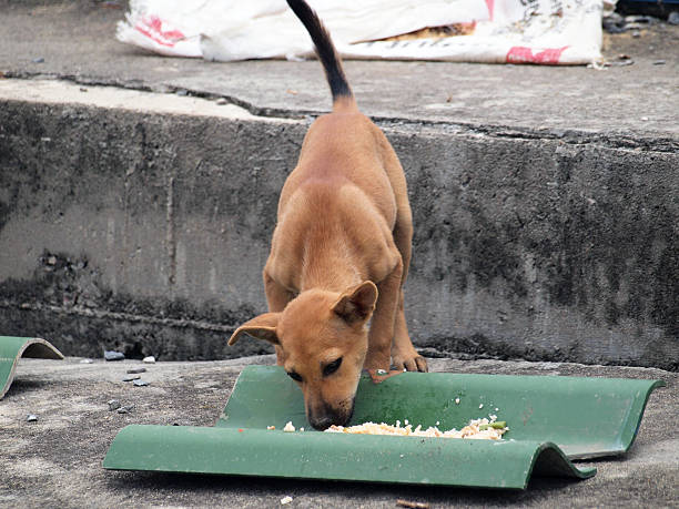 istock Native dog eating his food 495192875