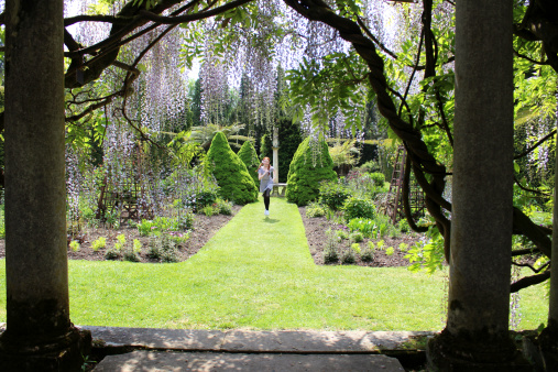 Photo showing a young girl running on a straight lawn pathway in a formal garden, viewed through a pergola draped with long purple wisteria flowers (variety: floribunda').