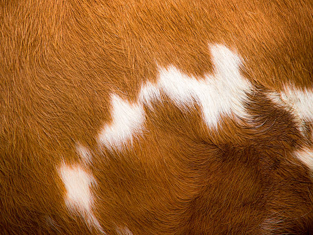 cow fur cow fur background (18) leather white hide textured stock pictures, royalty-free photos & images