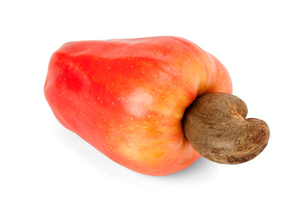 Fresh ripe Brazilian Caju Cashew fruit with path