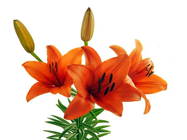 istock orange lilies with brown pollen close up 495198610