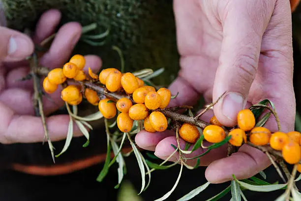 Close up of a sprig of ripe sea buckthorn berries being held in the hands of a food forager.Photographed on the island of Møn where the berry is very plentiful in coastal areas in the autumn. "The Northern Lemon" The fruit of the havtorn are very rich in vitamin C and are becoming popular to use in nordic cuisine and made popular by the superstar chef Rene Radzepi at the world famous restaurant Noma.