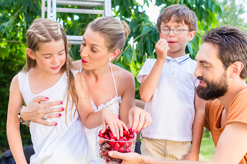 Family harvesting and eating cherries in garden