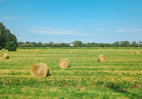 wheat field with hay rolles near speyer germany
