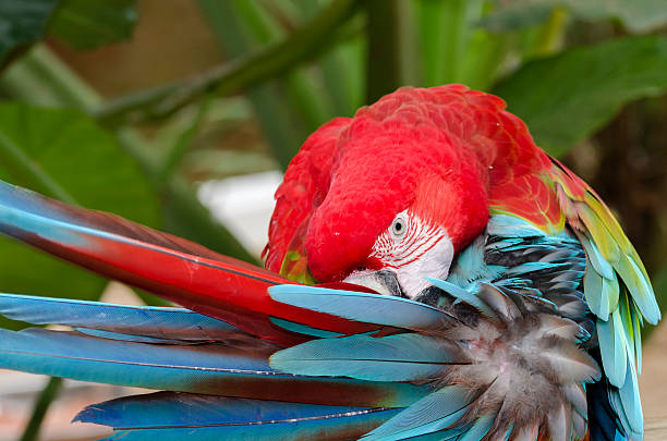 istock green-winged parrot in Iguazu 495205330
