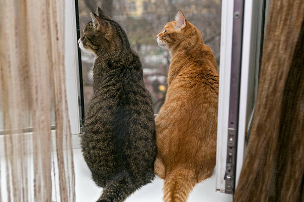 istock Red and grey cat sitting on the window sill 495205604