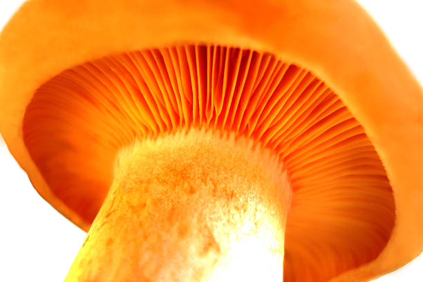 istock Orange milky mushroom-