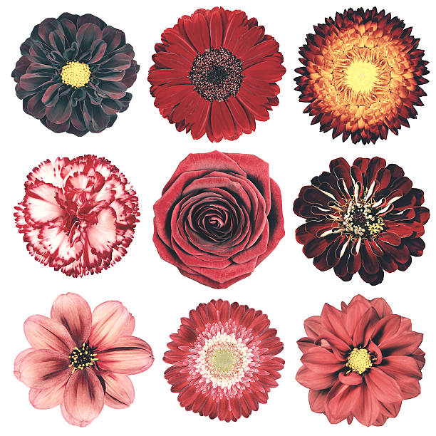 istock Various Vintage Retro Flowers Selection Isolated on White 495206530