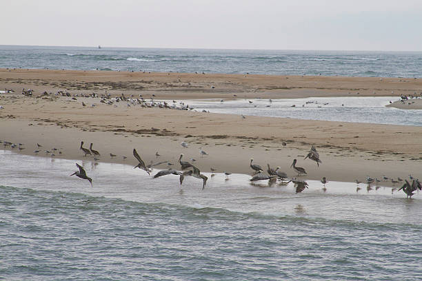 istock Sand Bar Wild Bird Habitat 495207715