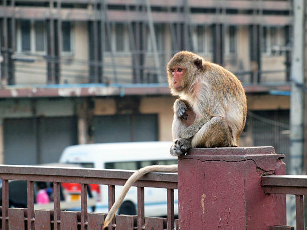 istock Monkey in Lop Buri Province Thailand 495209093