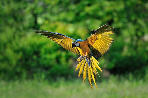 istock Landing blue-and-yellow Macaw - Ara ararauna 495209303