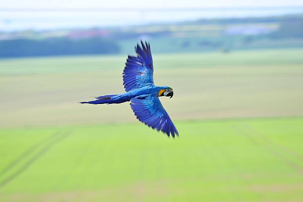 istock Flying blue-and-yellow Macaw - Ara ararauna upon fields 495209333