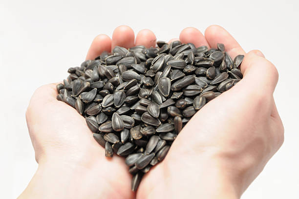 istock Sunflower seeds in human hands 495209787