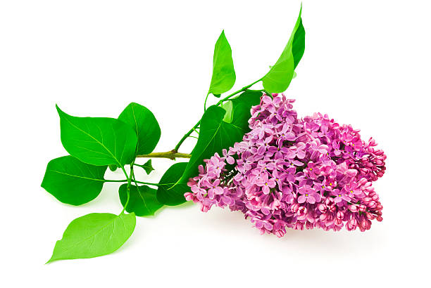 istock beautiful lilac flowers isolated on white 495210201