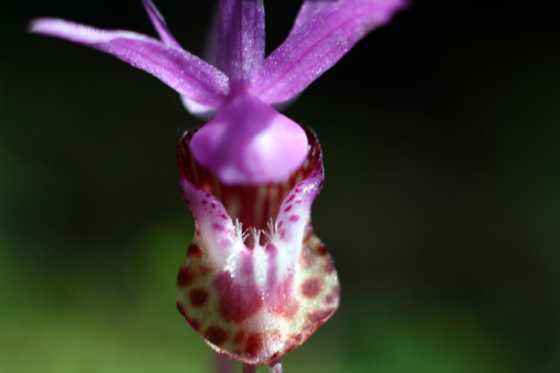 Fairy Slipper Orchid