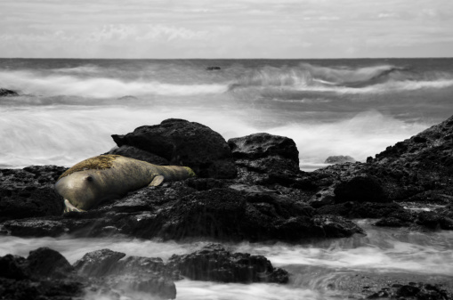 The critically endangered Hawaiian Monk Seal sleeping the afternoon away in a tidepool.