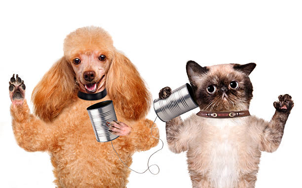 istock Cat with a dog on the phone with a can 495212141