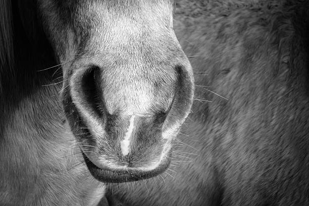 dettaglio di cavallo - chestnut close up close to macro foto e immagini stock