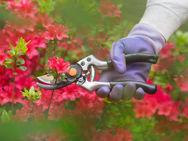Pruning flowers Hand with pruning shears on an azalia background azalea stock pictures, royalty-free photos & images