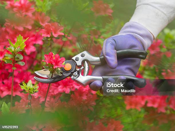 Pruning Flowers Stock Photo - Download Image Now - Azalea, Pruning - Gardening, Cutting