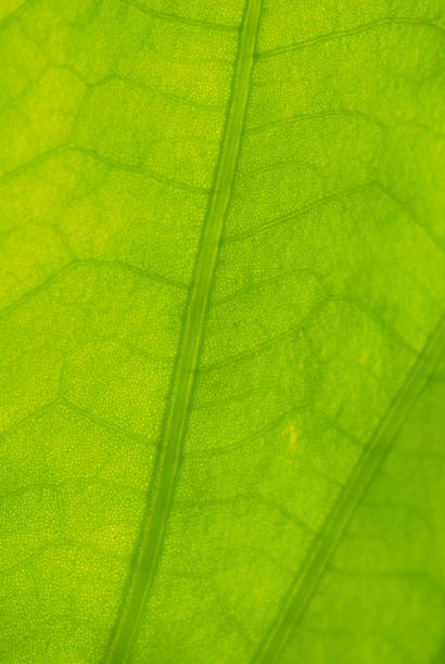 istock Abstract green lotus leaf texture for background 495212527