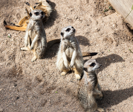 Two meerkats are standing and watching together on the ground. Sunlight and deep shadow