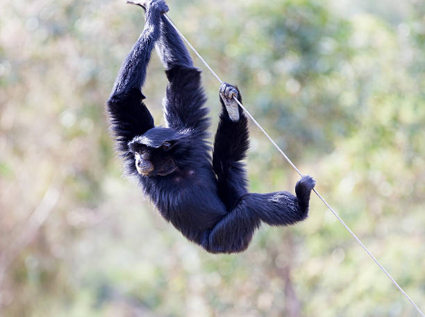 siamang (hylobates syndactylus).  największa z gibbon małpa człekokształtna. - gibbon rainforest animal ape zdjęcia i obrazy z banku zdjęć