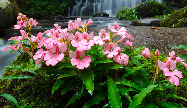 Snapdragon flower in Thailand The flowers are white Phu rising in the jungle waterfall.
