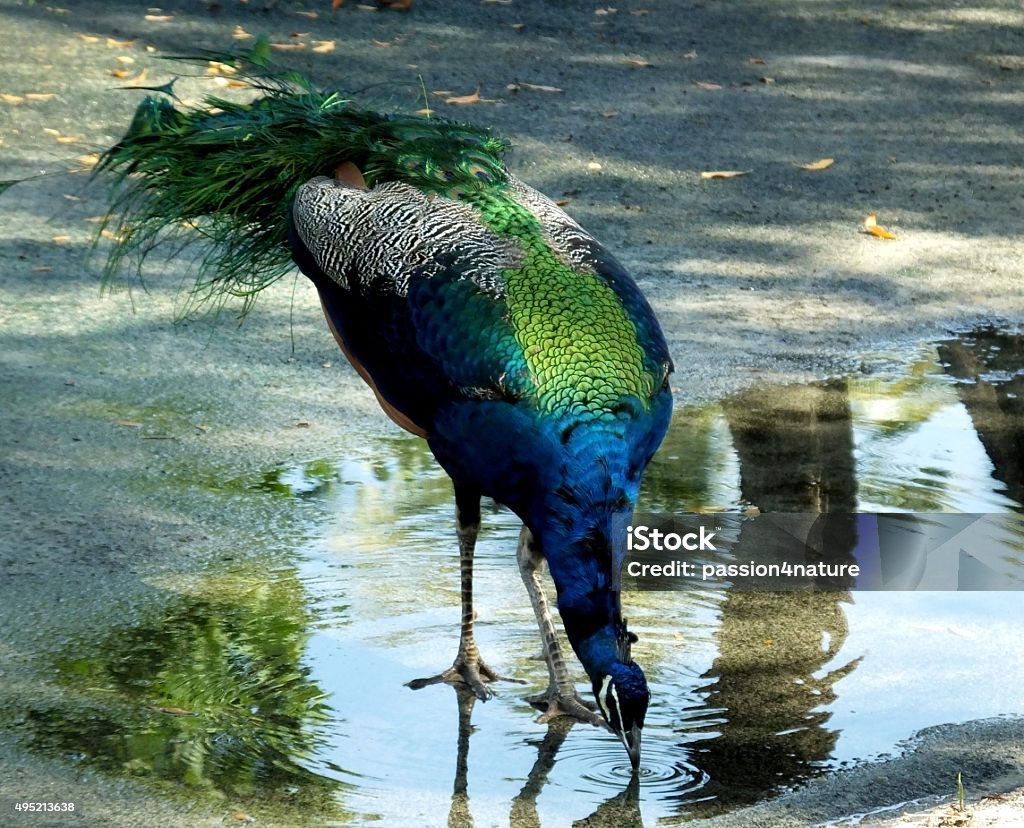 Beautiful Peacock Peacock drinking water from a puddle.	 2015 Stock Photo