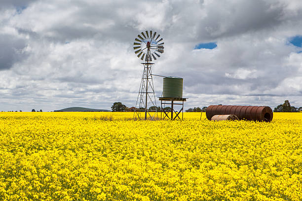 Canola Fields Near Smeaton Canola fields shine on a stormy day inbetween Smeaton and Clunes in the Victorian goldfields, Australia canola growth stock pictures, royalty-free photos & images