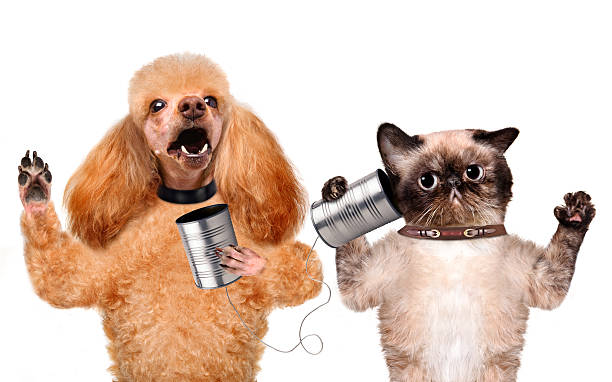 istock Cat with a dog on the phone with a can 495213953