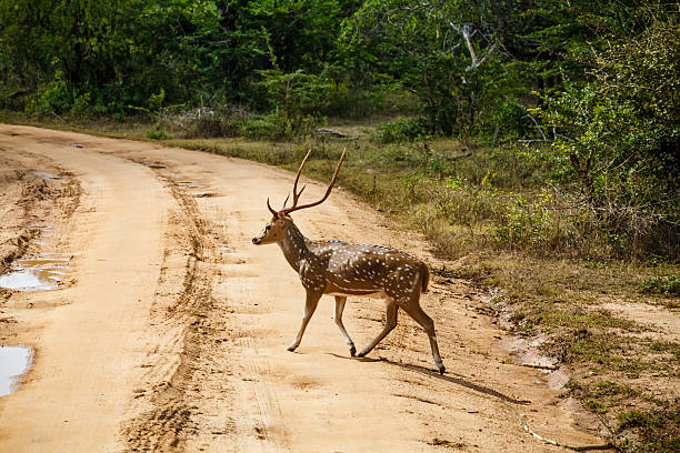 istock Beautiful male spotted deer standing on the road 495214503