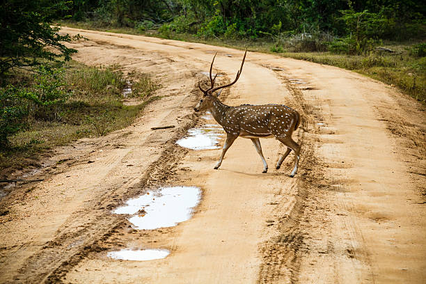 istock Beautiful male spotted deer standing on the road 495214525