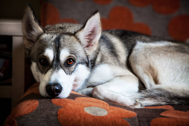 istock Siberian Husky chilling at home 495214621