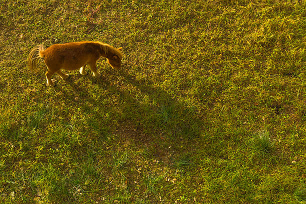 istock Single horse on green meadow, eat grass animal 495214886