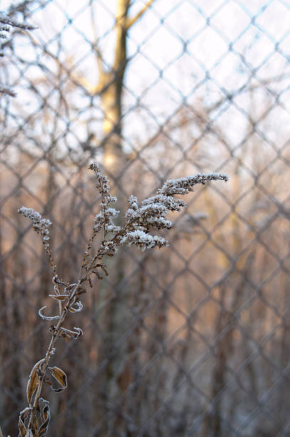 istock Plant in frost 495215034