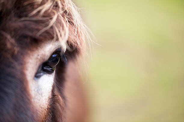 burro's eye - mulish fotografías e imágenes de stock