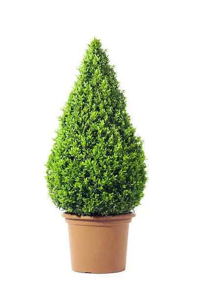 One single buxus cone in a similar plant pot