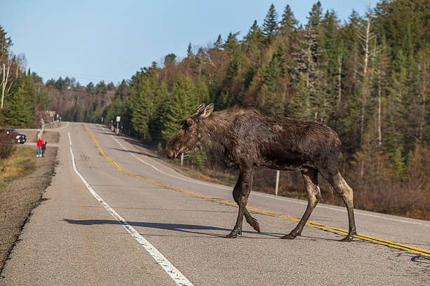 istock Moose crosses the road 495215358