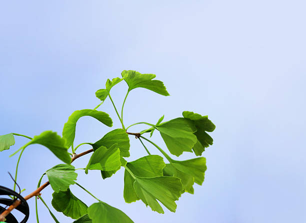 en forme de cœur au ginkgo biloba vert feuilles d'arbre, maidenhair salon/fossile - ginkgo ginkgo tree leaf nutritional supplement photos et images de collection