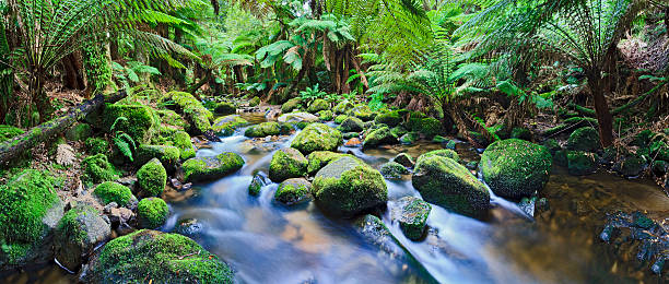 columba ручей panorama - moss stream rock water стоковые фото и изображения