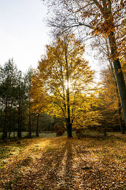 istock The colors of autumn 495215634
