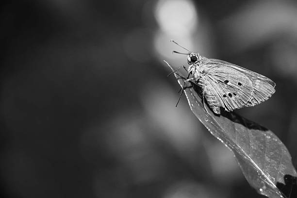 istock Polytremis Lubricans Basking in the Sun 495215682