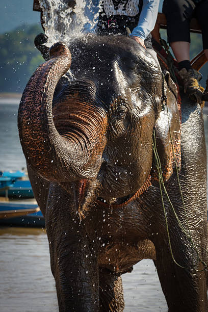 istock Elephant showering detail 495215752