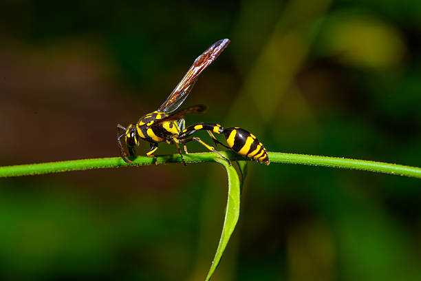 istock Yellow Black striped Wasp in Laos 495217036